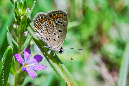 Wallpaper Mural Small brown butterfly on a plant Torontodigital.ca