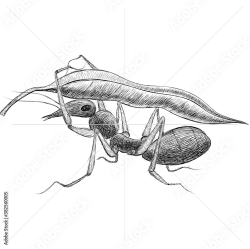 ant carrying a green leaf in hand drawn illustration 