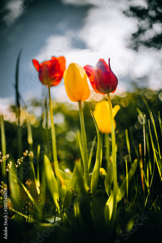 field of poppies