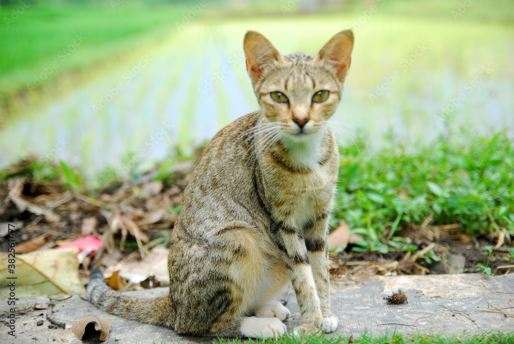 cute domestic cat looking at the camera cute domestic cat looking at the camera
