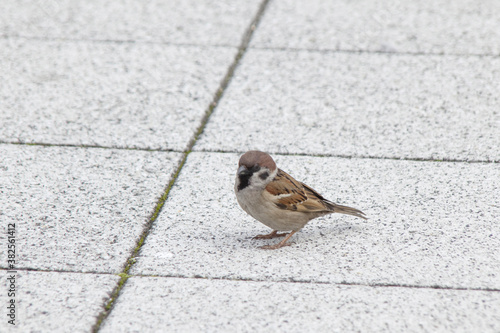 公園のスズメ