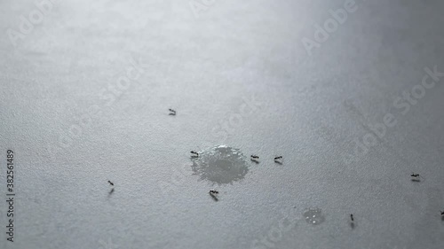 Black ants colony eating the nectar dripping on the floor.