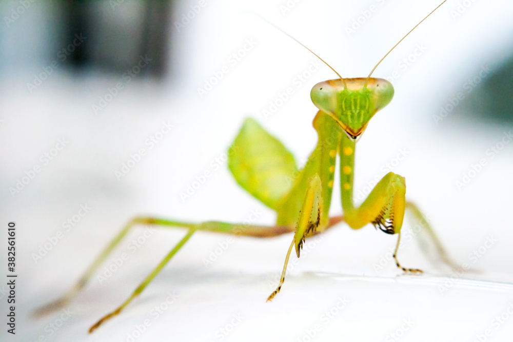 Praying Mantis looking at camera Praying Mantis looking at camera