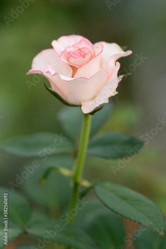 Light pink rose bud. Delicate pink rose in the garden.