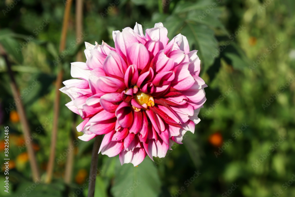 Fototapeta premium Flower hit by sun - Dahlia flower plant with green background