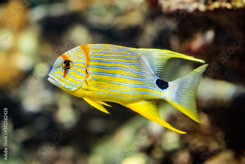 tropical fish photo