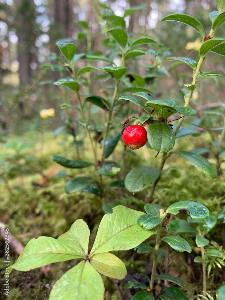 wild strawberry in the forest wild strawberry in the forest