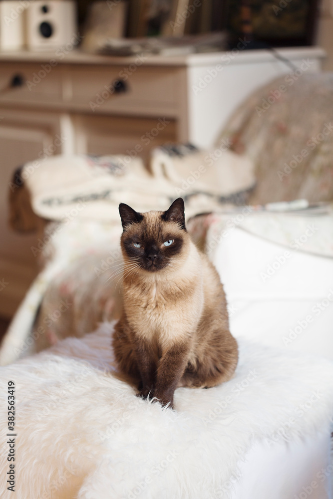 Siamese cat sits on pouf and looks at camera in warm sunset light in living room Siamese cat sits on pouf and looks at camera in warm sunset light in living room