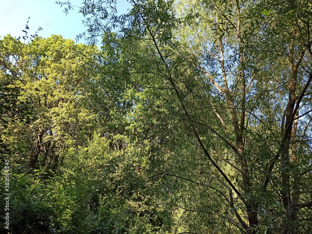 Fototapeta premium trees in the forest