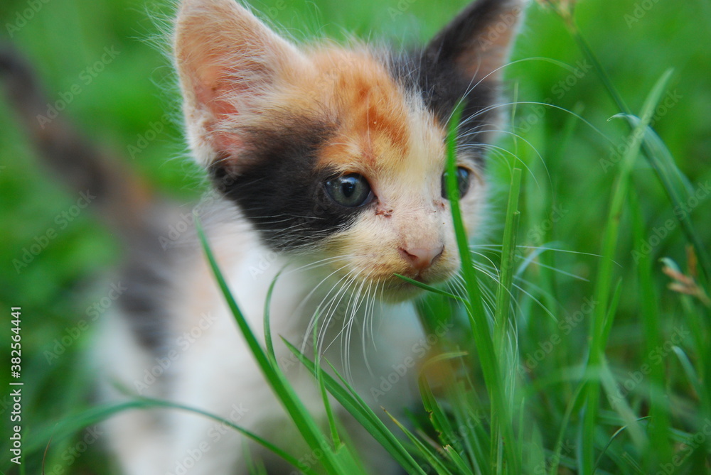 close up kitten domestic on green grass