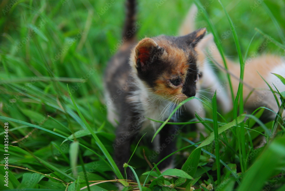 close up kitten domestic on green grass close up kitten domestic on green grass