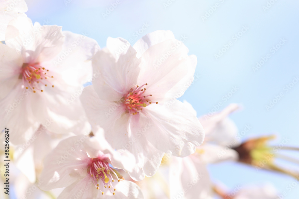 さくらの花のアップ