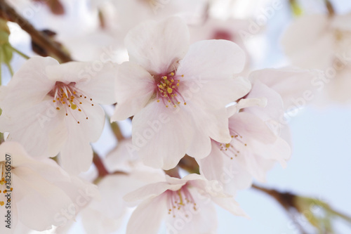 さくらの花のアップ