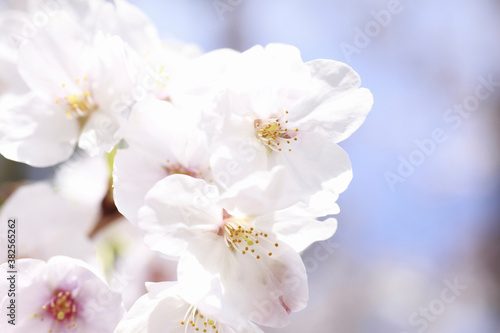 Fototapeta Naklejka Na Ścianę i Meble -  さくらの花のアップ