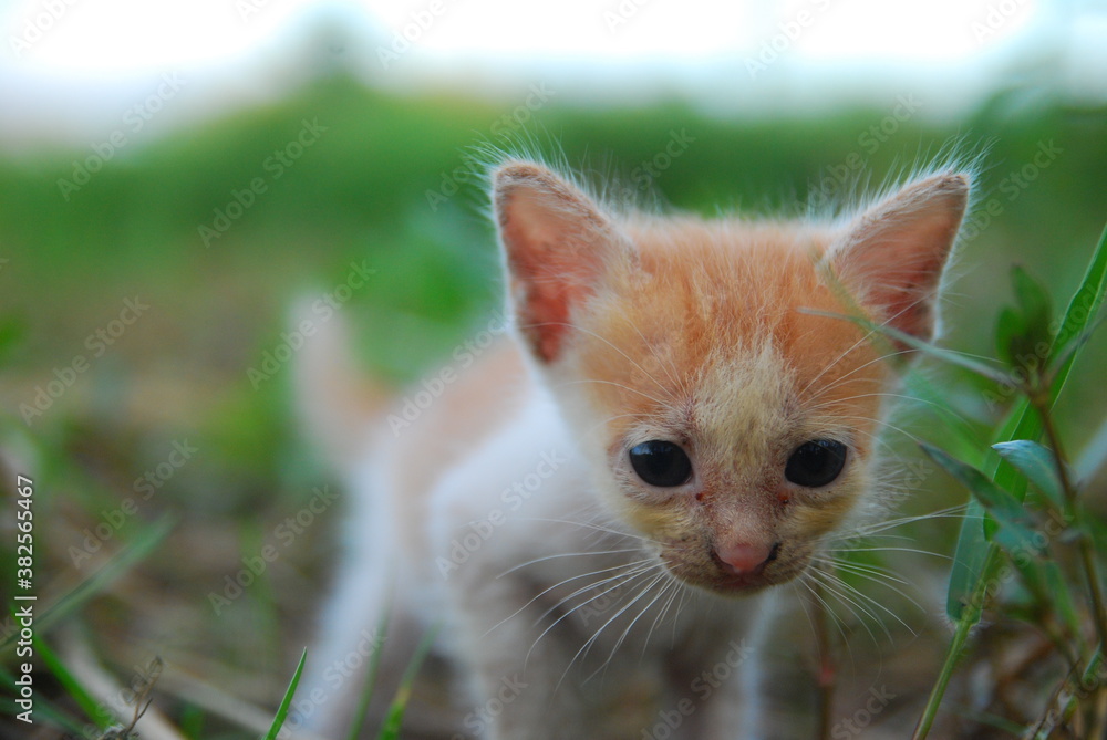 close up kitten domestic on green grass