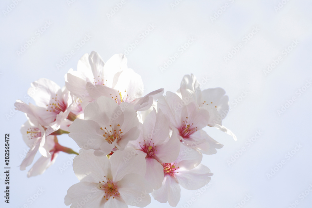 さくらの花のアップ さくらの花のアップ