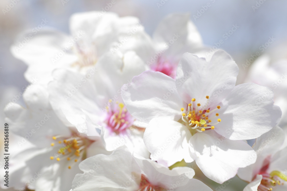 さくらの花のアップ