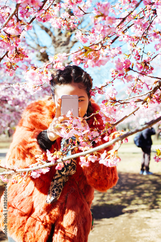 Pretty Young Japanese Woman Taking Cellphone Photo of Blossoming Sakura Tree Pretty Young Japanese Woman Taking Cellphone Photo of Blossoming Sakura Tree