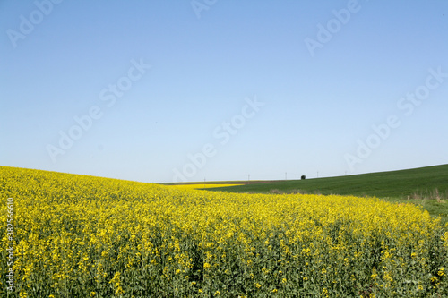 Rapeseed field in Romania - clear sky sunny day