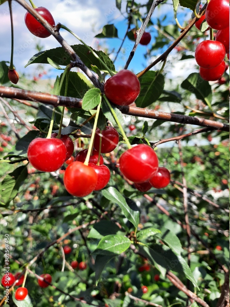 cherries on a tree cherries on a tree
