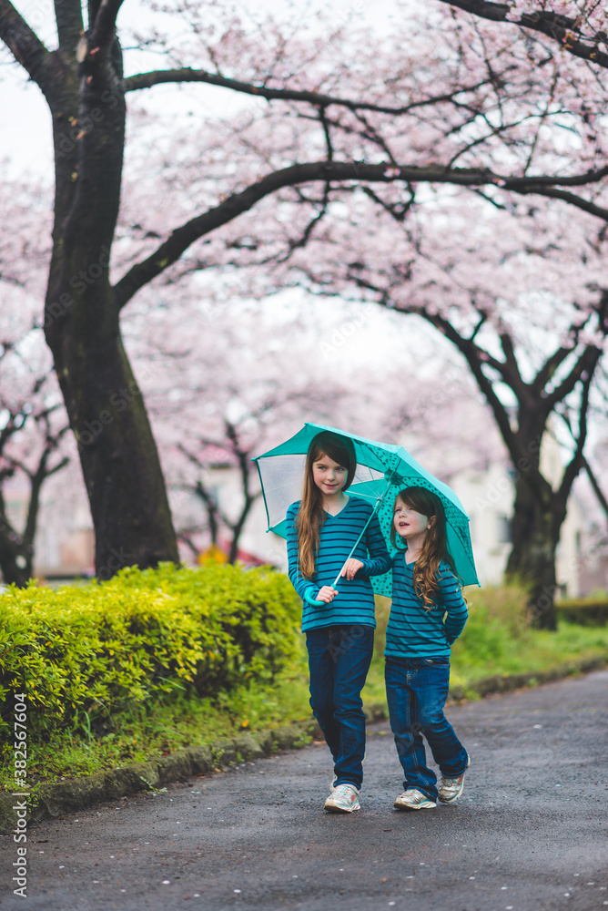 Two Girls Walk With An Umbrella Under Cherry Blossoms Two Girls Walk With An Umbrella Under Cherry Blossoms