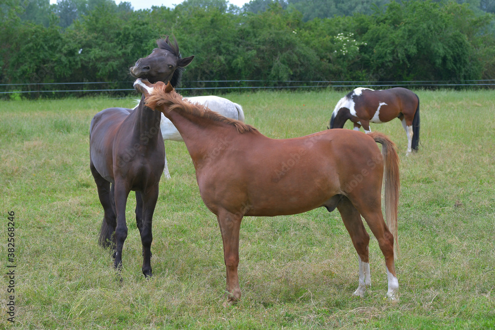 Two warmblood horses, playing together. Bay and chestnut. Two warmblood horses, playing together. Bay and chestnut.