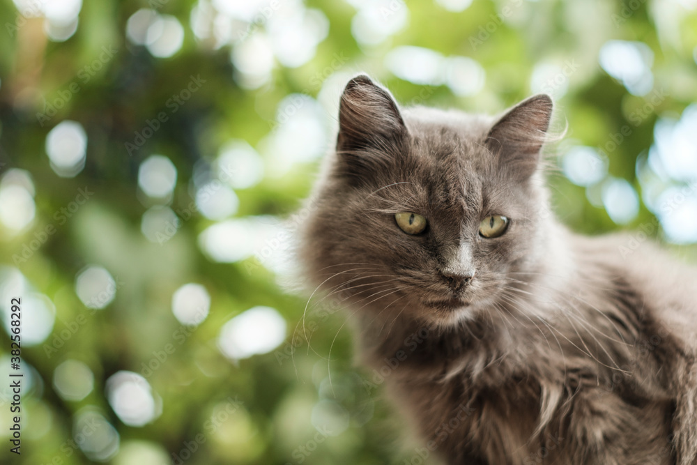 Fototapeta premium Gray cat lying on green blurred bokeh background