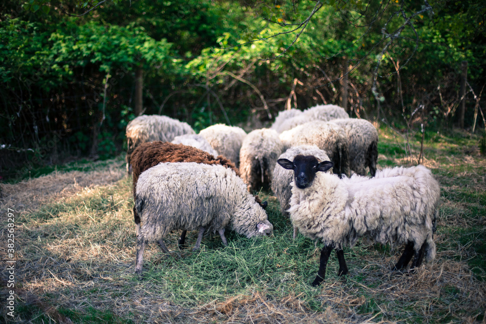 Sheep eating their morning hay on a farm Sheep eating their morning hay on a farm