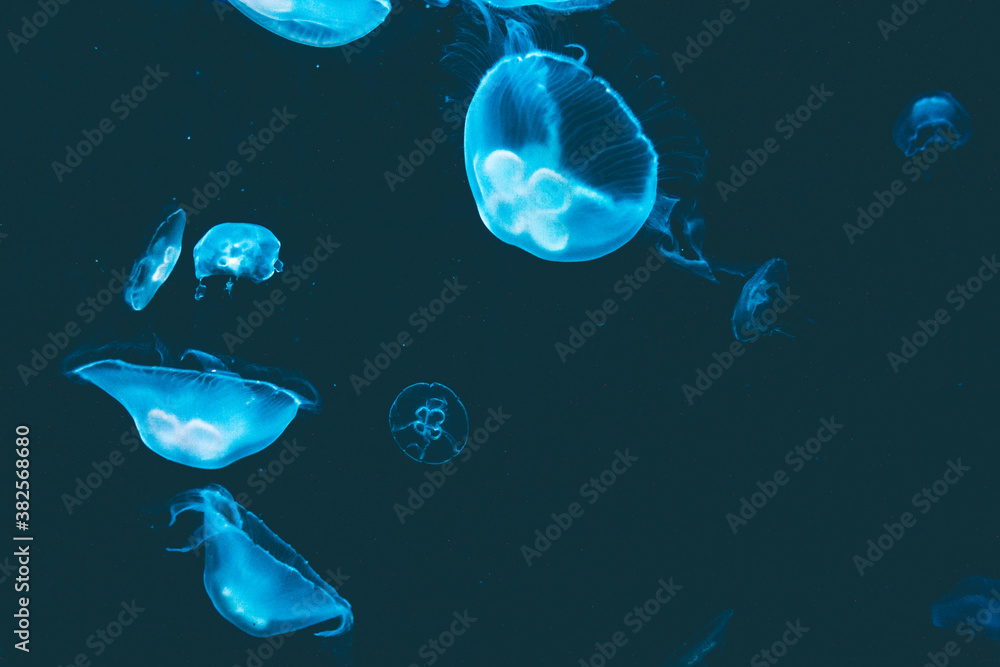 Fluorescent blue jellyfish floating in the water Fluorescent blue jellyfish floating in the water