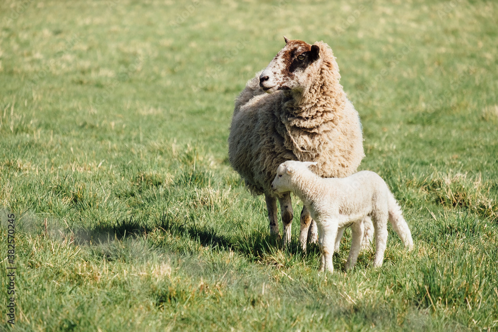 Newborn lamb and its mother in spring. Norfolk, UK. Newborn lamb and its mother in spring. Norfolk, UK.