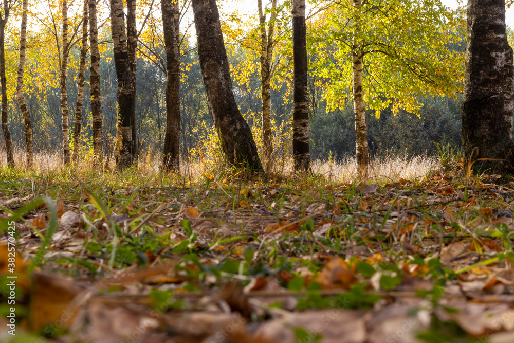 Sunny birch grove in the morning sun.