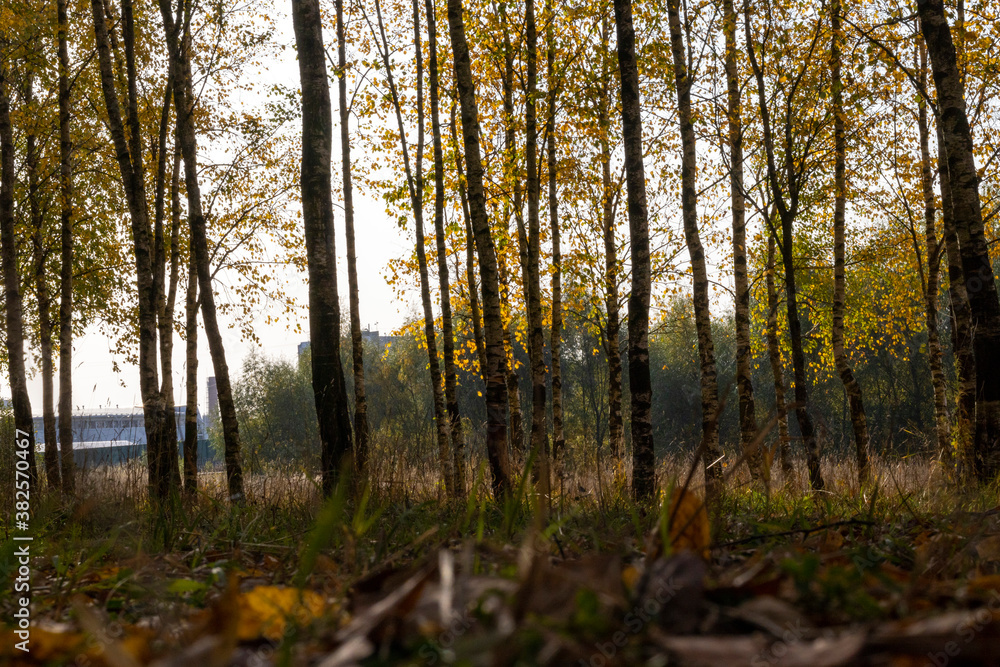Obraz premium Sunny birch grove in the morning sun.