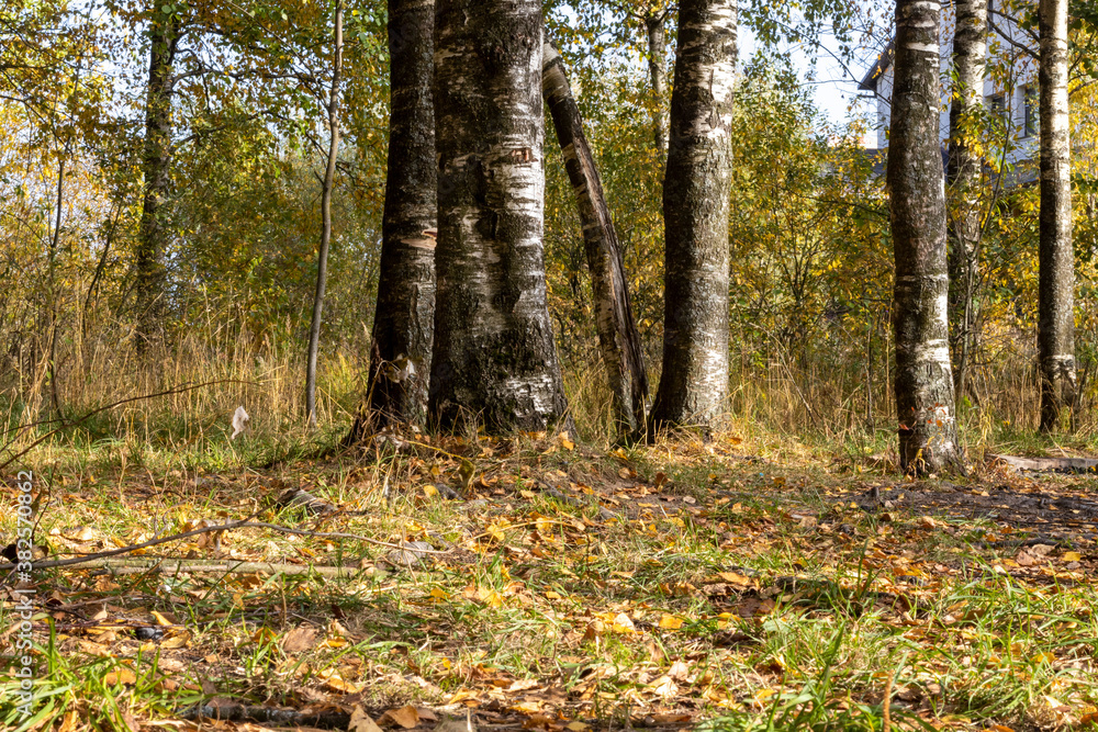 Sunny birch grove in the morning sun. Sunny birch grove in the morning sun.