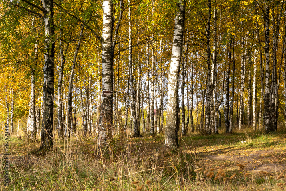Fototapeta premium Sunny birch grove in the morning sun.