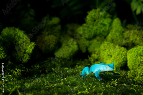 A blue frog in the grass and moss photo