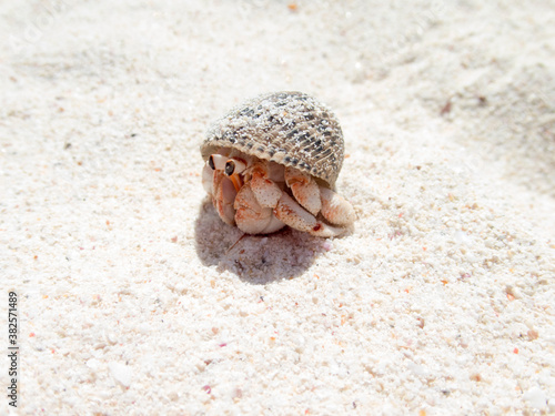 Little hermit crab photo