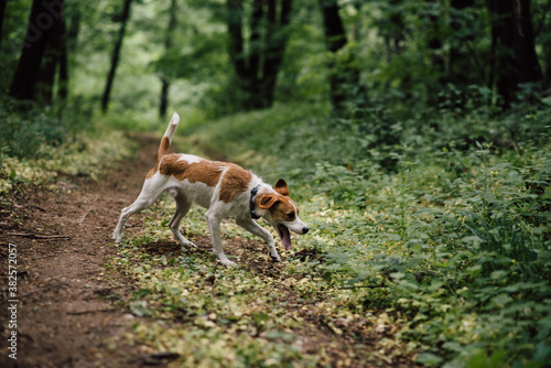 Dogs having fun in the forest