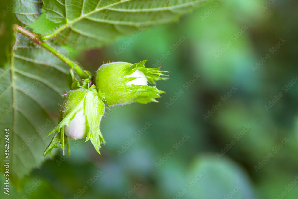 Young hazel, green hazelnut nuts, grow on a tree Young hazel, green hazelnut nuts, grow on a tree