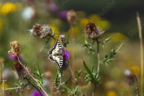 butterfly on thistle © Peter