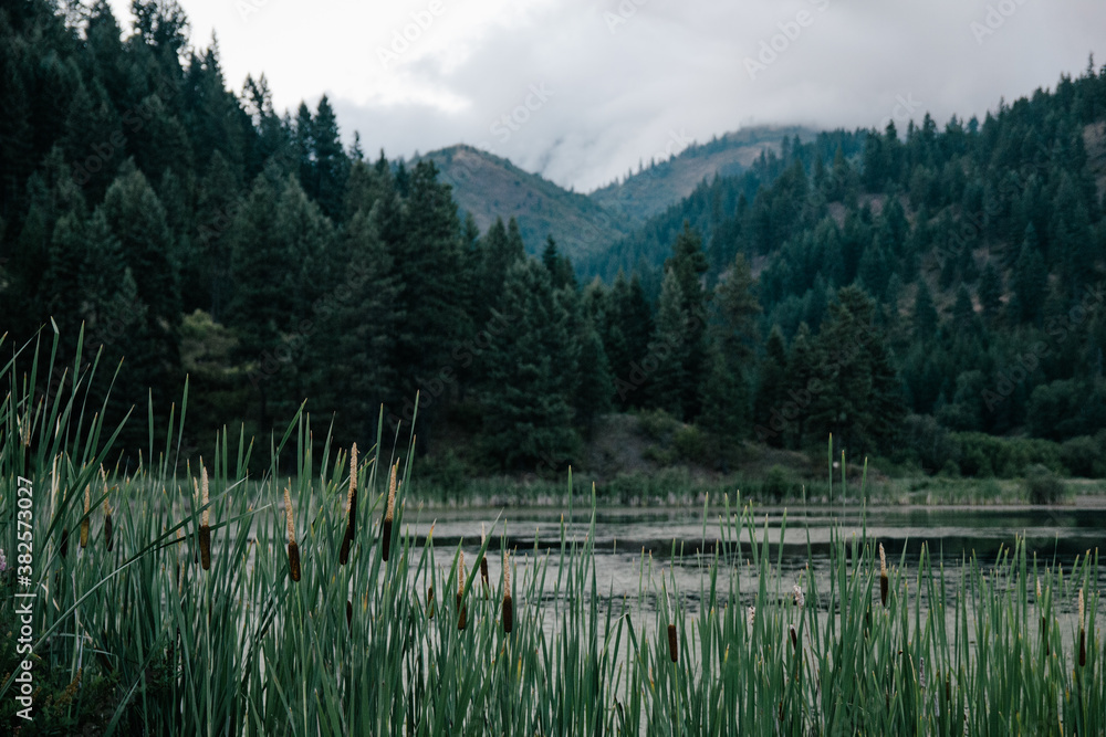 Cattails along the shore of a small lake Cattails along the shore of a small lake