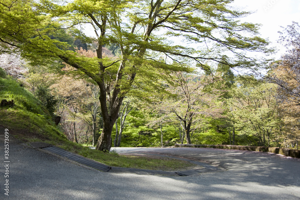 Obraz premium 吉野山の桜