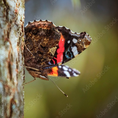 admiral butterfly photo