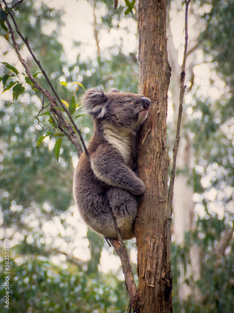 Fototapeta premium Koala on the Lookout