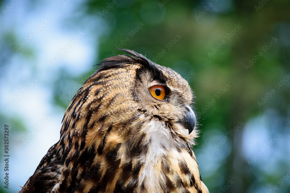Bird of Prey Bird of Prey