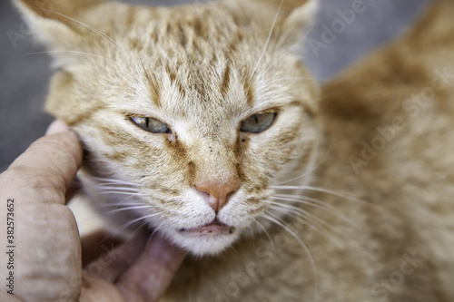 Person stroking cat