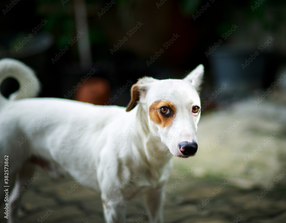 domestic dog looking with contact to camera