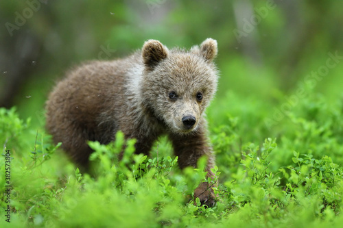 brown bear cub walking in the forest at summer