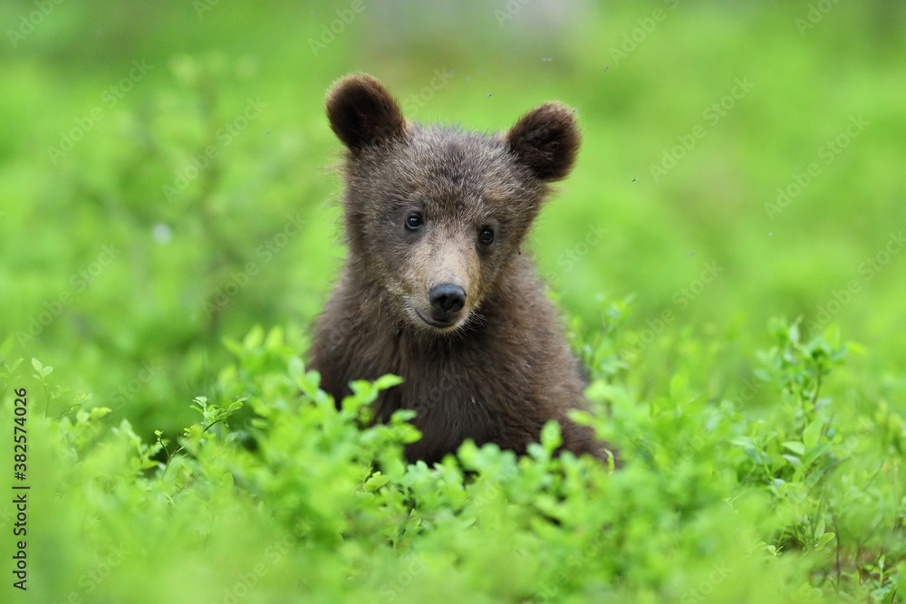 Brown bear cub sitting in the forest Brown bear cub sitting in the forest