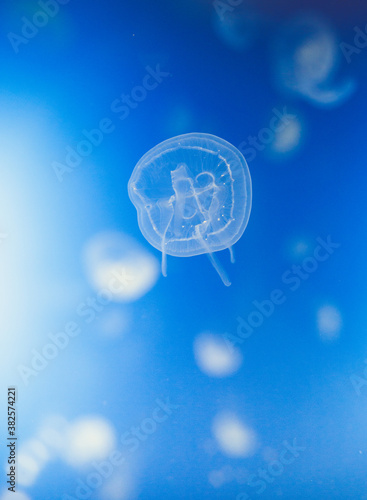 jellyfish photo