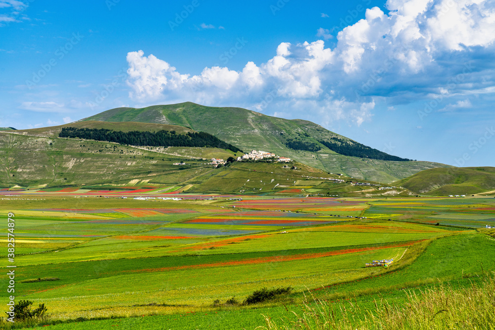 Lentil flowering with poppies and cornflowers in Castelluccio di Norcia, Italy